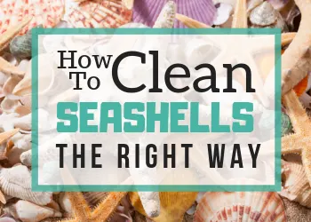 How to clean seashells the easy way(1)