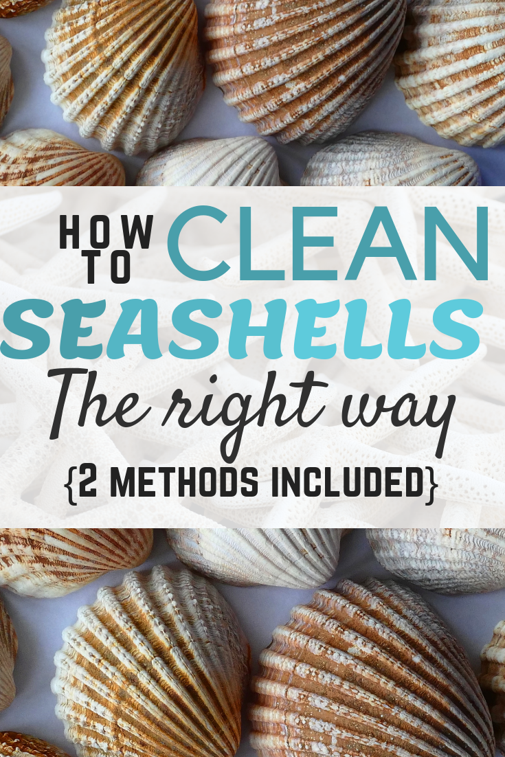 How to Clean Seashells the Right Way - Includes 2 methods