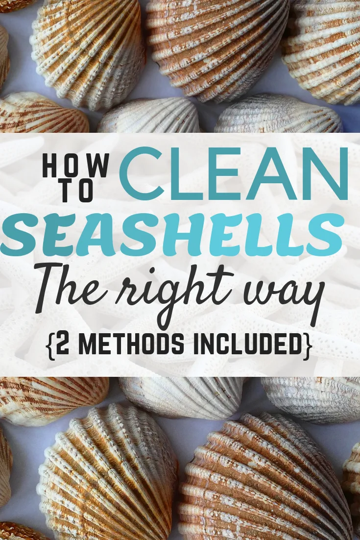 How to Clean Seashells the Right Way - Includes 2 methods | Feeling Nifty