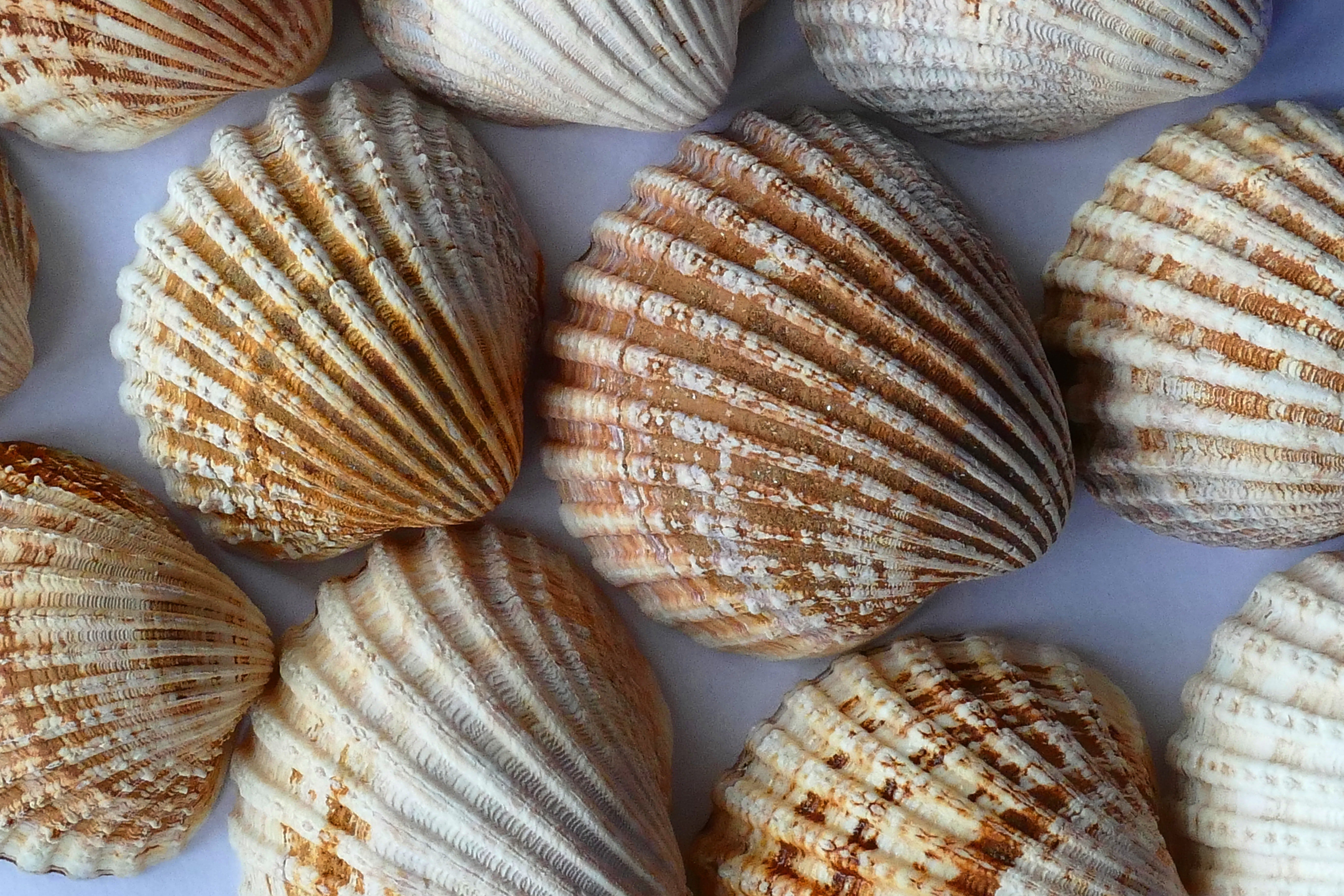 How to clean sea shells. My process for getting crusty, grimy sea