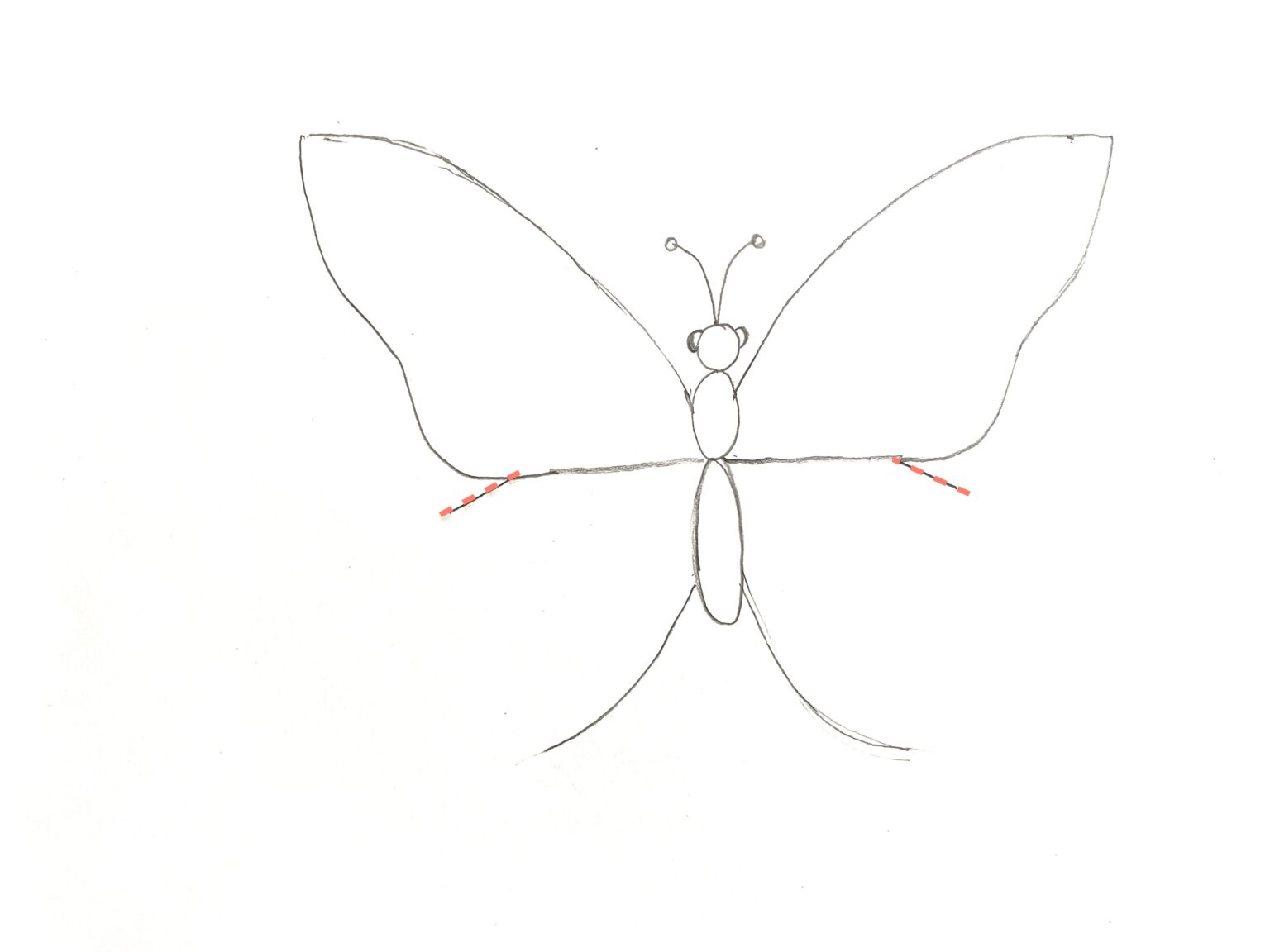 Бабочка рисунок карандашом легко