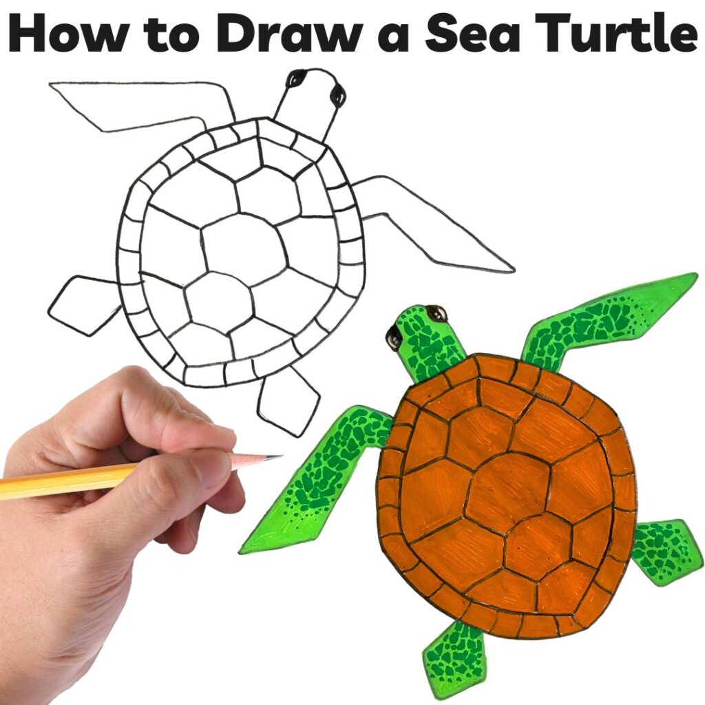 Hand Draw Cute Cartoon Turtle PNG Transparent Images Free Download | Vector  Files | Pngtree