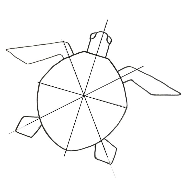 how to draw sea turtle back flippers