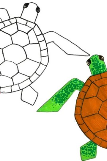how to draw sea turtle easy beginner tutorial