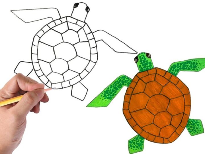 how to draw sea turtle easy beginner tutorial