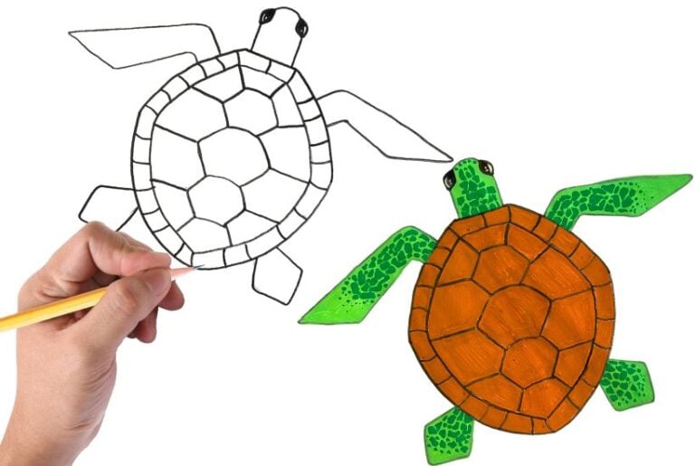 how to draw sea turtle easy beginner tutorial