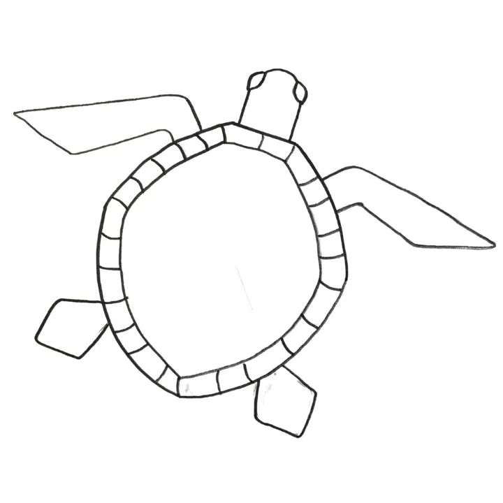 how to draw sea turtle shell pattern outer