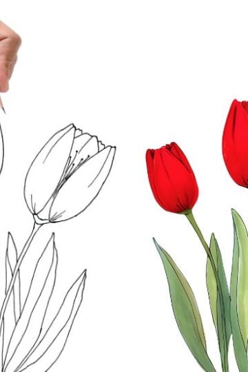 how to draw tulips