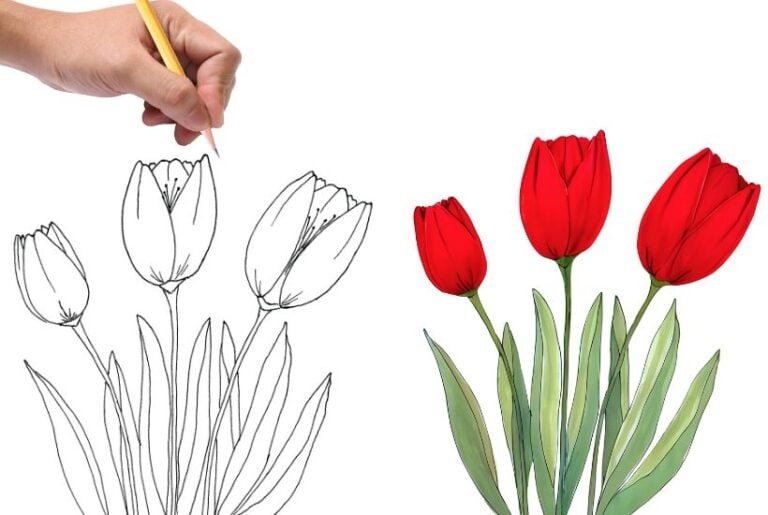 how to draw tulips