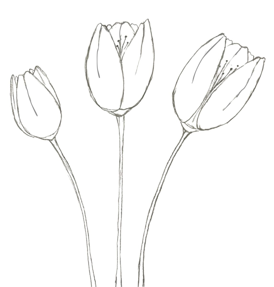 How to Draw Tulips: Easy Step-By-Step Tutorial For Beginners