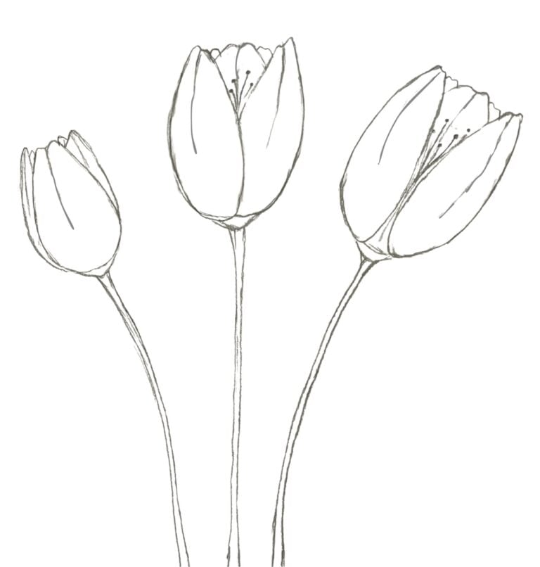 How To Draw Tulips Easy Step By Step Tutorial For Beginners