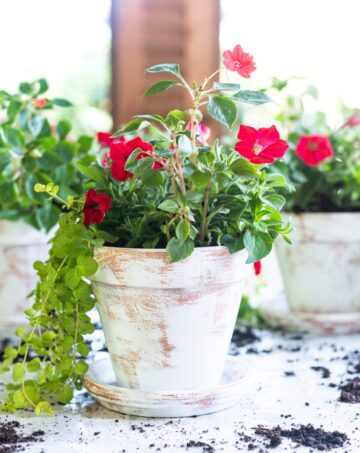 50+ Easy Flower Pot Painting Ideas - Best Ideas for 2024